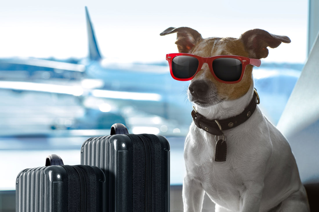 Jet-Setting with Fido: Your Guide to Traveling Overseas with Your Pet